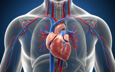 Resetting Your Body After a Heart Attack: Simple Lifestyle and Nutrition Tips for Healing